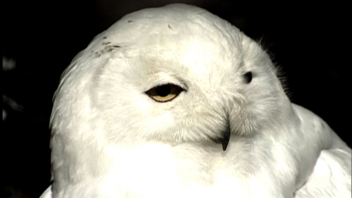 Chouette blanche, photo de l'installation de Sara Millot intitulée Wild Kingdom